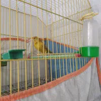 قناری سبز زیتونی