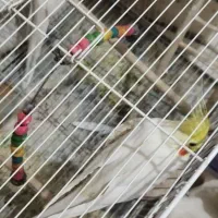 یک جفت عروس مقبول|پرنده|مشهد, طرق|دیوار