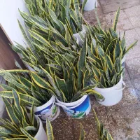 گل سانسوریا چهارشنبه بازار ثارالله از 50تا 100هزار