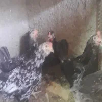 مرغ وخروس گلین