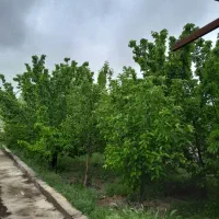 باغ باسند ملکی داخل مجتمع ونگهبانی ‌24ساعته|فروش زمین و ملک کلنگی|مشهد, درزآب|دیوار