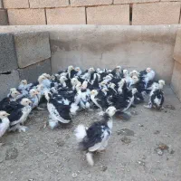 نیمچه جوجه مرغ زینتی