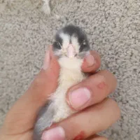 مرغ گلین لری پنگوئنی|حیوانات مزرعه|رامیان, |دیوار