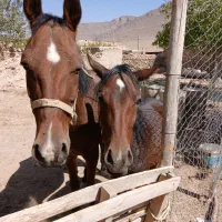 اسب|اسب و تجهیزات اسبسواری|شازند, |دیوار