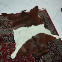 پوست بز|صنایع دستی و سایر لوازم تزئینی|رشت, دیلمان|دیوار