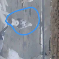 کبوتر پشتدار و ابلغ هردو  گم شده در گلشهر شاهگلی|حیوانات|تبریز, |دیوار