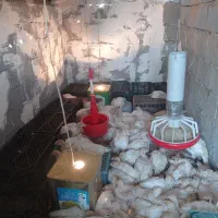 بوقلمون بیوتی دوماهه|حیوانات مزرعه|کلاردشت, |دیوار