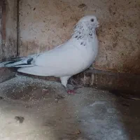 کبوتر|پرنده|رشت, سیا اسطلخ|دیوار