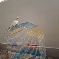 عروس هلندی جوجه تازه داره حرف زدن یاد میگیره