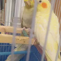 عروس هلندی لوتینو