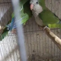 طوطی راهب سبز مولد