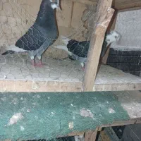 کفتر پنج جفت