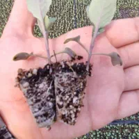 نشا|خدمات باغبانی و درختکاری|تنکمان, |دیوار