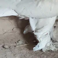 کبوتر