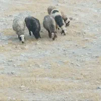 14راس میش داشتی