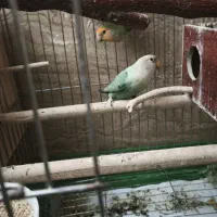 جفت طوطی برزیلی تخم گذار