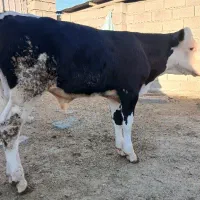 فروش یک راس گوساله سوپر جنس نر هرفورد