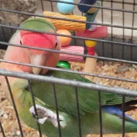 طوطی برزیلی|پرنده|همدان, |دیوار