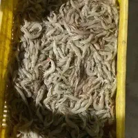 میگو سرتیز جنگل