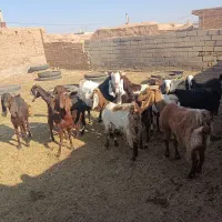 بز زاییده جوان|حیوانات مزرعه|سبزوار, قصبه غربی|دیوار