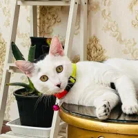 واگزاری گربه خانگی