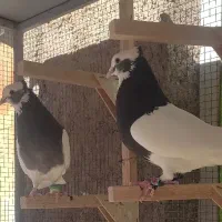 کبوتر طوقی اصیل سینه سیاه  دمی