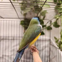 فنچ گلدین|پرنده|کرج, کمالشهر|دیوار