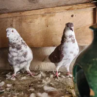 کفتر جفتی دهن جور عالی