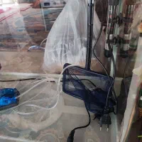 آکواریوم شرکتی دلسا|ماهی|اصفهان, برازنده|دیوار