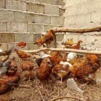 نیمچه گلپایگان اصلاح نژادشده. درجه یک|حیوانات مزرعه|رشت, لاکان|دیوار