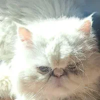 گربه پیدا شود