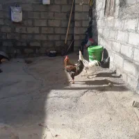 خروس|حیوانات مزرعه|جوانرود, |دیوار