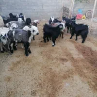 گوسفند زنده کهره وبره چاق همراه با قصابی