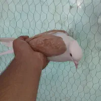 دوکت زرد نر