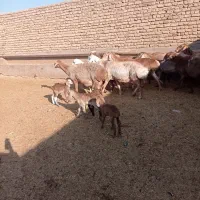 11میش چینی زایده و آبستن