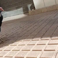 جوجه خروس محلی|حیوانات مزرعه|شاهین دژ, |دیوار