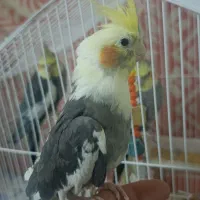 ۳تا عروس هلندی نر