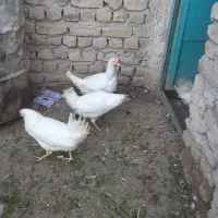 مرغ تخمگذار دونه ای ۱۴۰