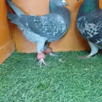 کفتر پلاکی پنج تا نر