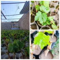 فروش نهال انگور ترکمن ۴