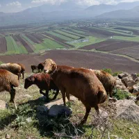 قوچ مغان نامبروان