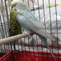 مرغ عشق مولد|پرنده|محمدشهر, محمدشهر|دیوار