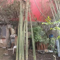 لوله خزران|خدمات باغبانی و درختکاری|تالش, هشتپر|دیوار