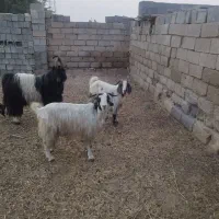 پازن و بز