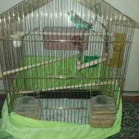 مرغ عشق
