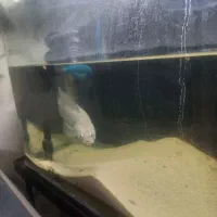 ماهی چانا اسیاتیکا|ماهی|تهران, جوادیه تهرانپارس|دیوار