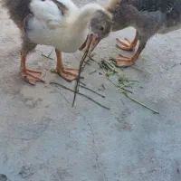 غاز نر و ماده