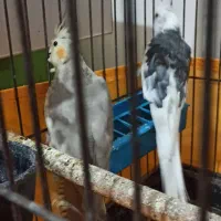 عروس هلندی مولد|پرنده|ماکو, |دیوار