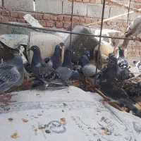 کبوتر آلمانی مسافتی