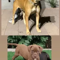 پیت بول نر و ماده